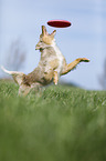 Australian Shepherd plays frisbee