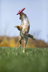 Australian Shepherd plays frisbee