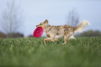 Australian Shepherd plays frisbee