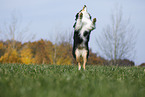 Australian Shepherd