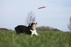 Australian Shepherd plays frisbee