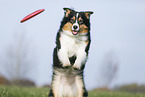 Australian Shepherd plays frisbee