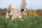 Australian Shepherd