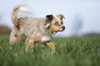 Australian Shepherd