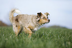 Australian Shepherd