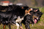 Australian Shepherds