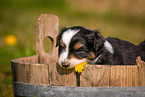Australian Shepherd Puppy in wooden tub