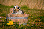 Australian Shepherd Puppy in wooden tub