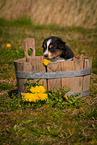 Australian Shepherd Puppy in wooden tub
