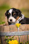 Australian Shepherd Puppy in wooden tub