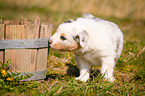 Australian Shepherd Puppy in wooden tub