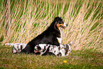 Australian Shepherd mother with puppies