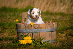 Australian Shepherd Puppy in wooden tub