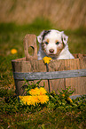 Australian Shepherd Puppy in wooden tub