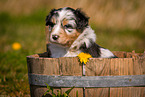 Australian Shepherd Puppy in wooden tub