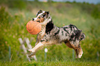 running Australian Shepherd