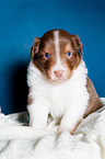 young Australian Shepherd Puppy