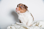 young Australian Shepherd Puppy