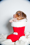 young Australian Shepherd Puppy