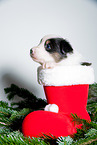 young Australian Shepherd Puppy