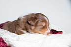 young Australian Shepherd Puppy