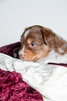 young Australian Shepherd Puppy