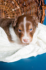 young Australian Shepherd Puppy