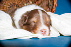 young Australian Shepherd Puppy