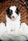young Australian Shepherd Puppy