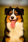 Australian Shepherd Portrait
