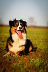 lying Australian Shepherd