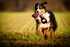 running Australian Shepherd