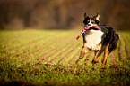 running Australian Shepherd