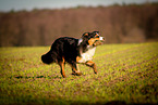 running Australian Shepherd