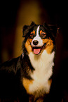 Australian Shepherd Portrait