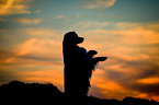 begging Australian Shepherd