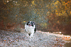 running Australian Shepherd