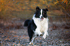 running Australian Shepherd