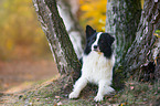 lying Australian Shepherd