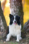 lying Australian Shepherd