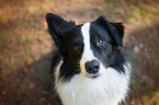 Australian Shepherd Portrait
