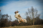 jumping Australian Shepherd