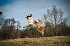 jumping Australian Shepherd