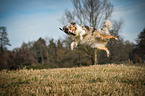 jumping Australian Shepherd