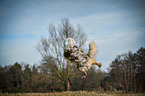 jumping Australian Shepherd
