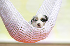 Australian Shepherd Puppy