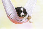 Australian Shepherd Puppy