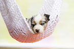 Australian Shepherd Puppy