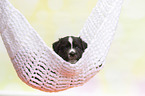 Australian Shepherd Puppy