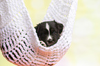 Australian Shepherd Puppy